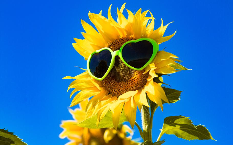 A large open yellow sunflower bloom in field of sunflowers with green heart sunglasses on flower's face.